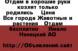 Отдам в хорошие руки козлят.только родились. › Цена ­ 20 - Все города Животные и растения » Отдам бесплатно   . Ямало-Ненецкий АО